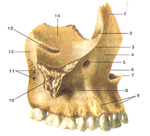 Верхняя челюсть (верхнечюстная кость-maxilla),правая. Вид сбоку. 1-лобный отросток; 2-передний слезный гребень; 3-подглазнич-ный край; 4-передняя поверхность; 5-подглазничное отверстие; 6-носовая вырезка; 7-передняя носовая ость; 8-тело верхней челюсти; 9-альвеолярные возвышения; 10-скуловой отросток; 11-альвеолярные отверстия; 12-бугор верхней челюсти; 13-под-глазничная борозда; 14-глазничная поверхность.